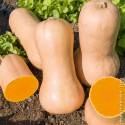 Zucca Butternut Biologica